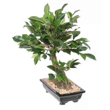 BONSAI artificiel FICUS  38 cm VERT