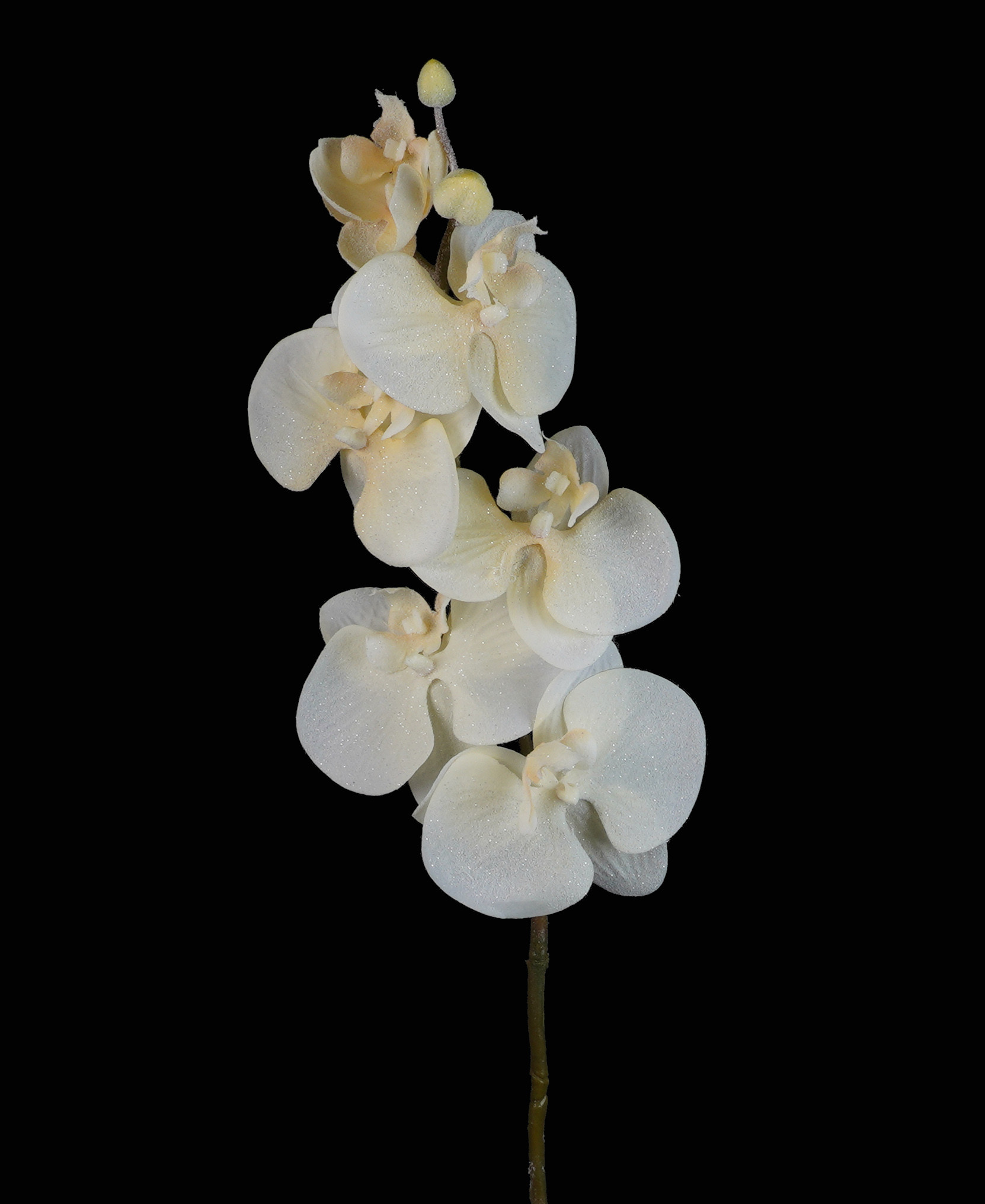 Plante Orchidée déco de table