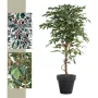 FICUS artificiel TRONC SIMPLE Grandes Feuilles  vert ou vert/crème 120 à 270 cm