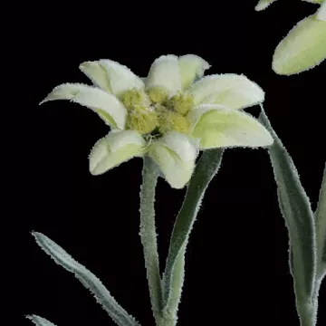 EDELWEISS artificiel 38 cm