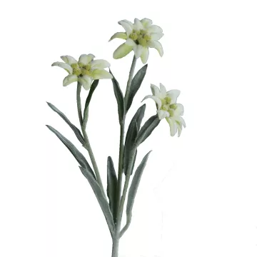 EDELWEISS artificiel 30 cm