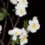 branche-de-cerisier-49-cm