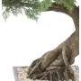 BONSAI artificiel chinese ELM en coupe  41 cm