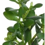 CRASSULA artificiel JADE 30cm