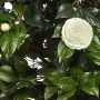 CAMELIA artificiel UMBRELLA TREE 130cm et 160cm