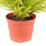 CYPRES artificiel MINI JAUNE VERT  55cm ( Juniperus)