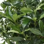 LAURIER artificiel du PORTUGAL ou Prunus Lusitanica 140 cm