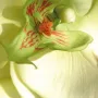 ORCHIDEE phalaenopsis artificielle verte 100 cm