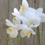 ORCHIDEE phalaenopsis artificielle 80 cm blanc