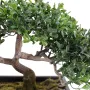 the-mini-bonsai-artificiel-22-cm