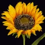 TOURNESOL artificiel 65 cm