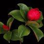 branche-magnolia-artificiel-90-cm