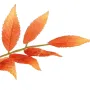 branche SUMAC AMARANTHE artificiel 82 cm orange