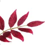 branche SUMAC AMARANTHE artificiel 82 cm bordeaux