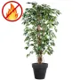 FICUS artificiel benjamina  LIANES Grandes Feuilles  . . . . . 180 cm ANTI FEU