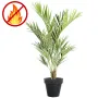 KENTIA artificiel ROYAL 180 cm ANTI FEU