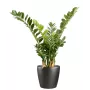 ZAMIA artificiel ou Zamioculcas 60 ou 90 cm ANTI FEU