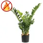 ZAMIA artificiel ou Zamioculcas 60 ou 90 cm ANTI FEU