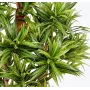 Dracena artificiel (ou DRACAENA) Reflexa new 150 ou 180 cm ANTI FEU