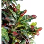 CROTON  artificiel