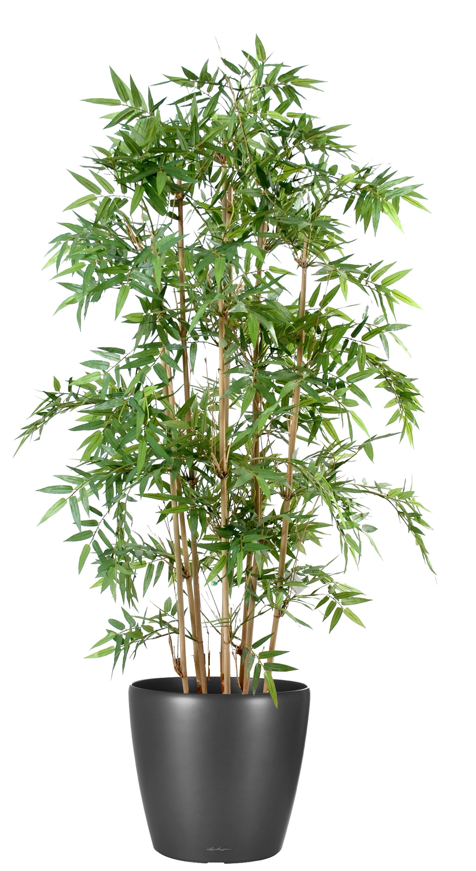 Branche de Bambou artificiel H 70 cm en plastique PE Largeur 40 cm ext du  site .
