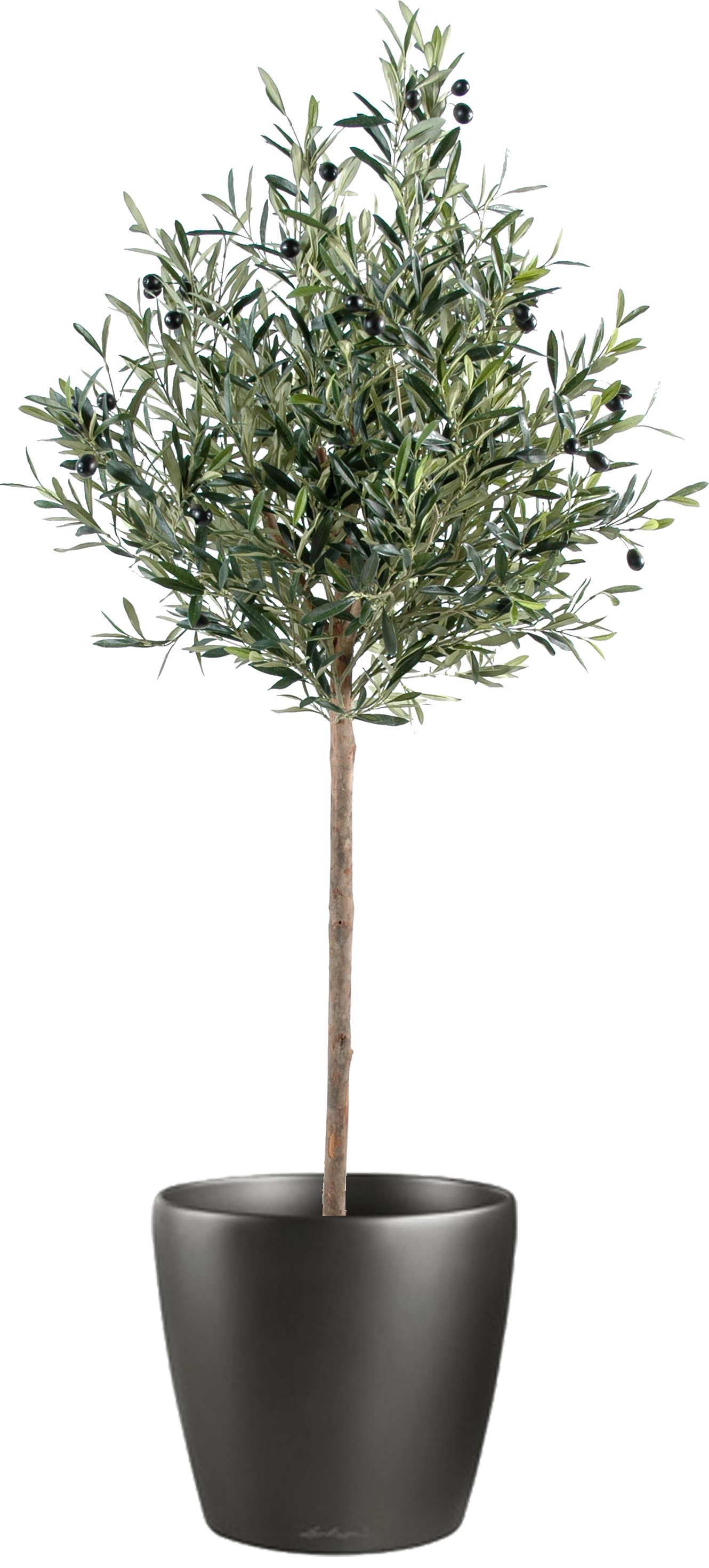Olivier artificiel de 1,8 m pour décoration d'intérieur - Guirlande  lumineuse de 6,1 m - Olivier artificiel d'intérieur - Faux olivier de 1,8 m  - Faux arbre d'intérieur - Arbre artificiel : : Cuisine et Maison