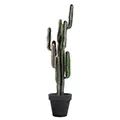 Cactus, Succulentes, plantes grasses