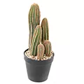 Mini cactus et mini plantes grasses artificiels