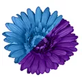 Fleur artificielle bleue ou violette