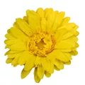 Fleur artificielle jaune ou orange